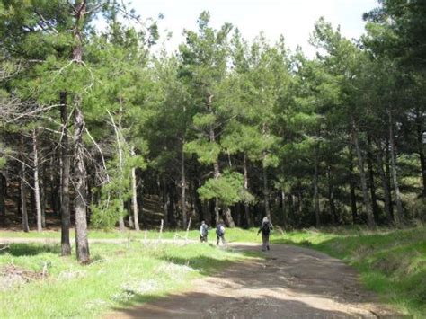 Beynam ormanları piknik alanı